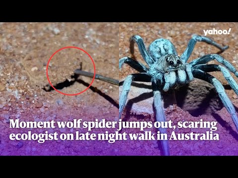 Moment wolf spider jumps out and scares ecologist on late night walk in Australia | Yahoo Australia