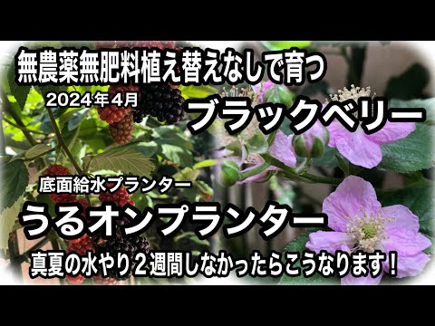 ブラックベリー