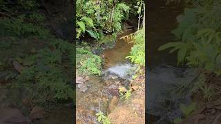 Download lagu Hutan dan Sungai Kecil, Di Pedalaman Hutan Kalimantan #kalimantan #borneo #hutankalimantan #nature mp3