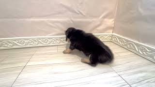 ハーフ犬の動画01