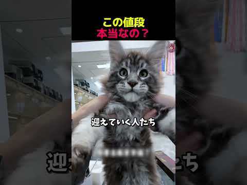 この値段、本当なの？