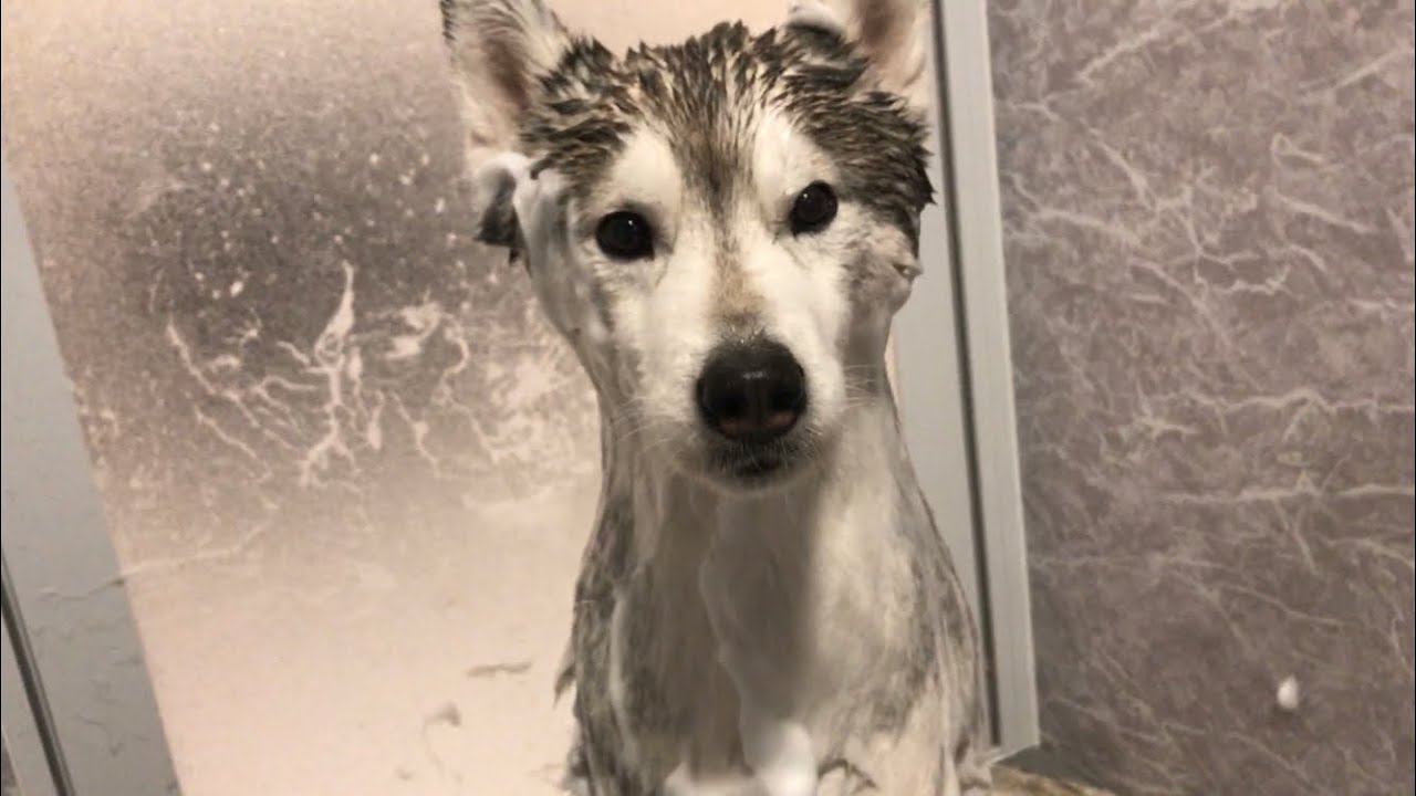 お風呂に入ると驚くほど細くなるシベリアンハスキー