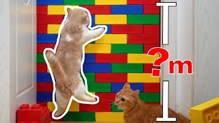 [問卦] 肥宅貓也這麼能跳喔?