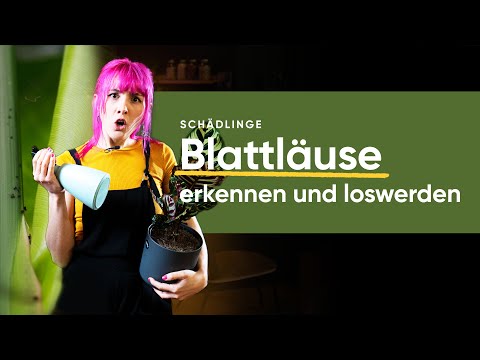 Blattläuse an Zimmerpflanzen erkennen und bekämpfen | feey 🌱