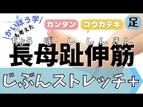 長母趾伸筋 - 定義