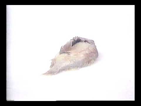 Playoff 1994. First Round. Montreal Canadiens vs. Boston Bruins. Game 1. April 16, 1994