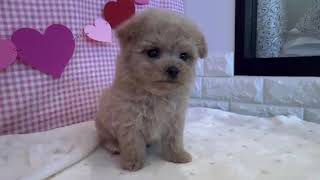 ハーフ犬の動画01