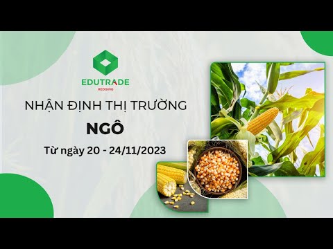 Nhận Định Thị Trường - Ngô (Ngày 20 đến 24 -11-2023 )