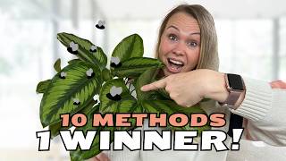 Fungus Gnats.. GONE! Here’s My Secret Weapon