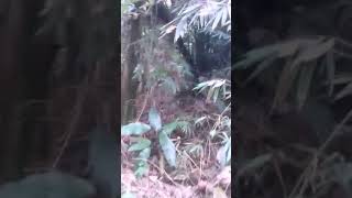 preview picture of video 'Trip plosok hutan sang penakluk'