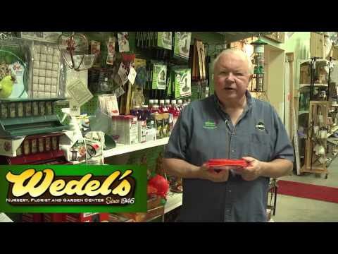 Attracting and Feeding Orioles