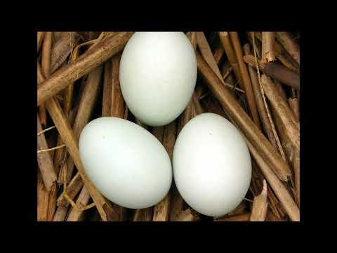 Utilidad del Junco para las aves Garzas Santa Fe Argentina 2023