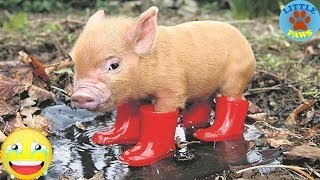 Micro cochon mignon et drôle - une compilation de vidéos de mini cochons mignons 2019