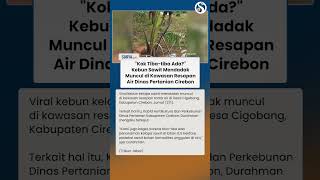 Pohon Sawit Mendadak Muncul di Lahan 6,5 Hektare di Cirebon, Dinas Pertanian: "Kami Juga Kaget"