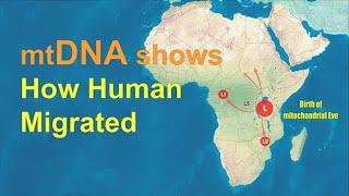 mtDNA shows how humans migrated across the World