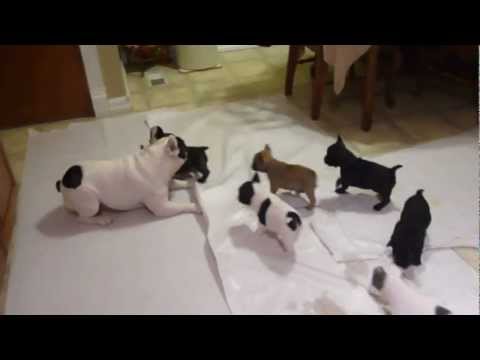 Adorable Mother Frenchie Playing With Her Pups