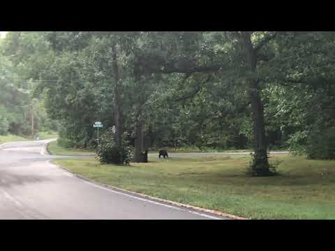 Bears in Devens, MA