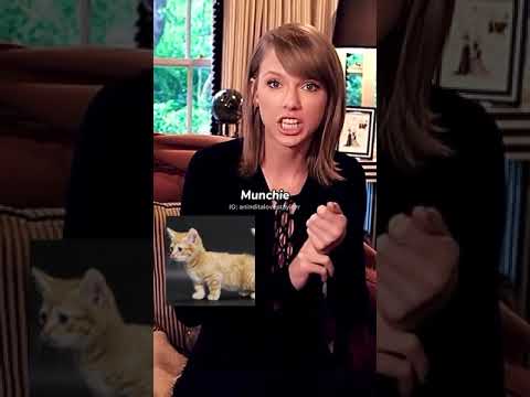 How many cat breeds can Taylor Swift name in 10 seconds tiktok aninditalovetaylor