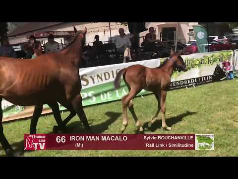 Sprinter Sacré Show 2018 : Lot 66 - IRON MAN MACALO