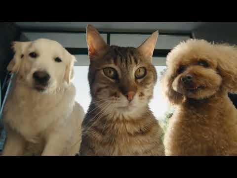 Citroën ë-C3 Advert Music - The revolution has begun