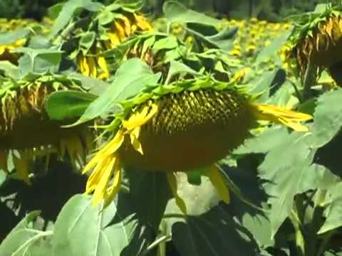 sunflower.mov