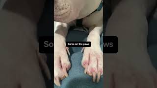 3 Surprising Things Your Dog’s Paws Can Say About Their Health 😳  #shorts #dogmom #dogdad