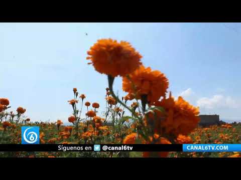 Video: Revive venta de flor de cempasúchil en la zona oriente del EDOMEX