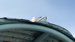 Epic white rock vlog