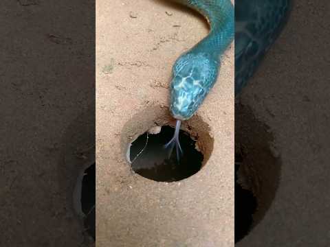 easy snake trap make underground hole . #snake #shorts