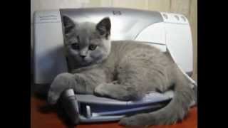 ТОП 5. Смешные Коты и Принтеры #2