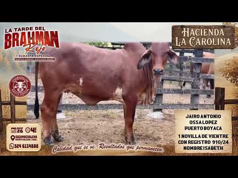 Subasta Rojo - Hacienda La Carolina - Puerto Boyaca