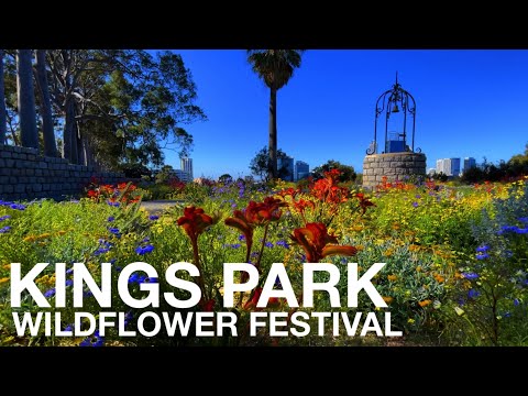 Kings Park Festival