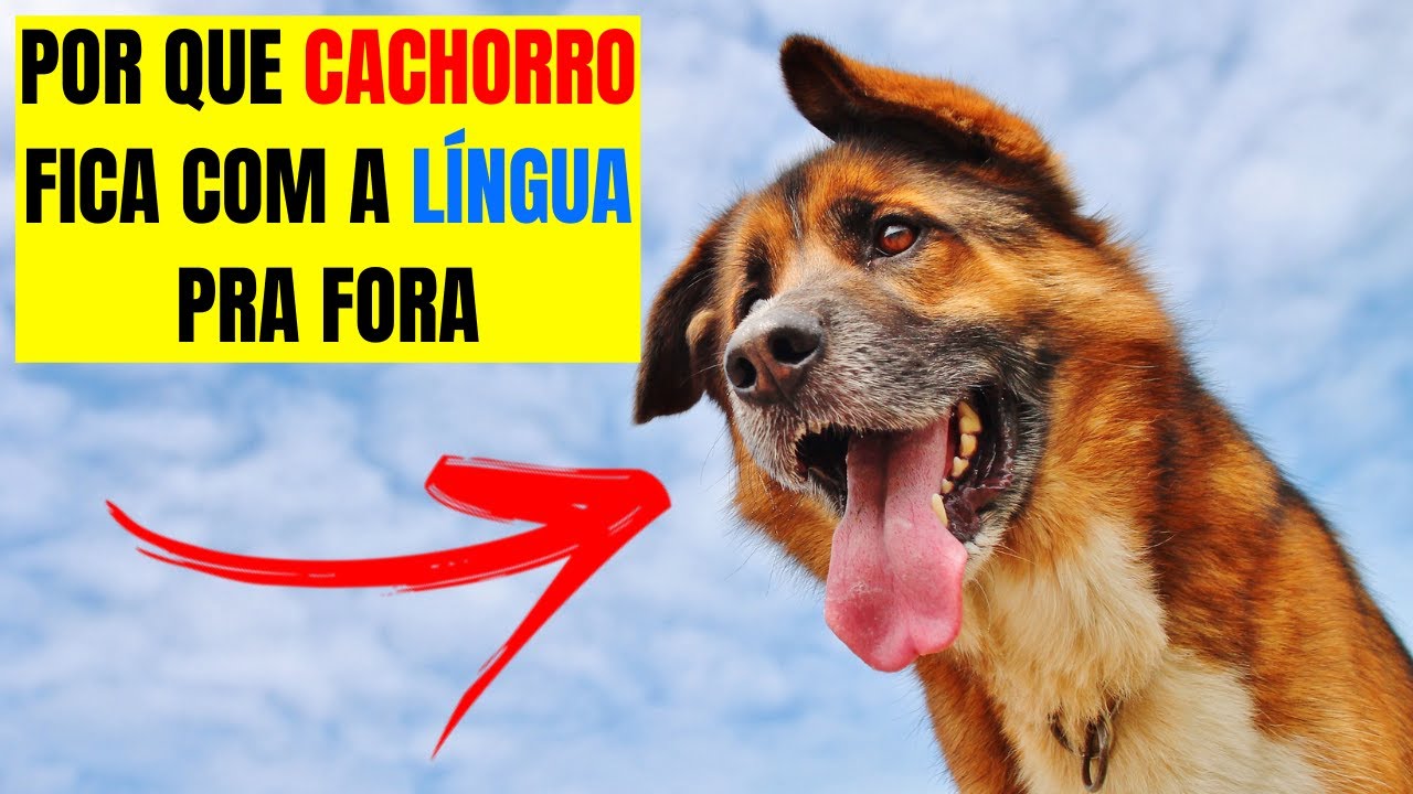 Watch Now Porque Cachorro fica com a Língua pra fora saiba TUDO aqui Porque Cachorro fica com a Língua pra fora saiba TUDO aqui