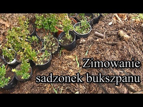 Ogrodowe pierdamony 36 - zimowanie sadzonek bukszpanu