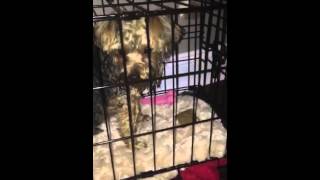 Bodie trying to break free