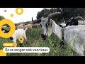 Deze super-schapen helpen de brandweer tegen bosbranden