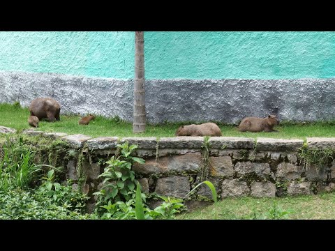 Presença de animais silvestres em áreas urbanas é consequência das queimadas