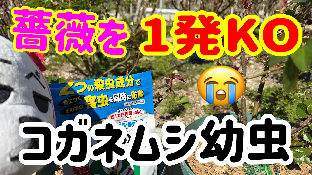 怖すぎ😱【コガネムシ幼虫】バシッと対策します‼️