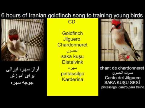 Legendary Goldfinch Singing - HD sound - Best for training - صوت الحسون الاصلي