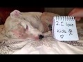 Fey The Wonder Dog Adoption Plea