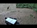 A Wild Baby Deer In Our Yard