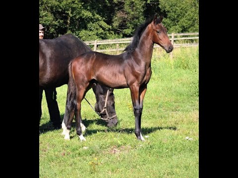 Quadriga : Colt 2023 by Viva Gold/Ron Rubin/Diamond Hit