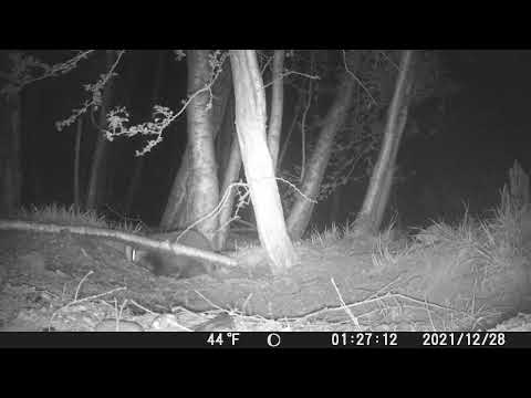 badger checking holes