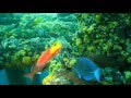 Ocean Colour Scene - Fleeting Mind