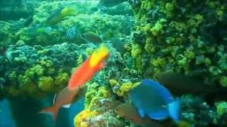 Ocean Colour Scene - Fleeting Mind