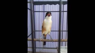 Download lagu Cendet HISTORY tembakan tengkek buto sambung cililin mp3 Download lagu Cendet HISTORY tembakan tengkek buto sambung cililin mp3