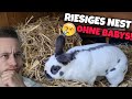 Riesiges Nest aber KEINE BABYS!..😔 PURE VERZWEIFLUNG... | Schustrich S 2.0 ⭐