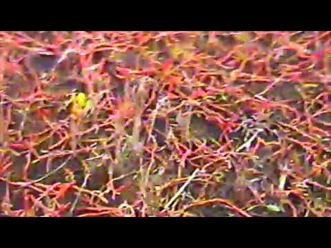 drew the architect - by my side, all the time