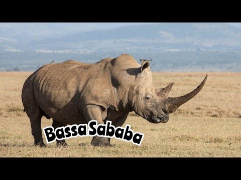 Bogdan Bod 🦏"Bassa Sababa"🦏 cover