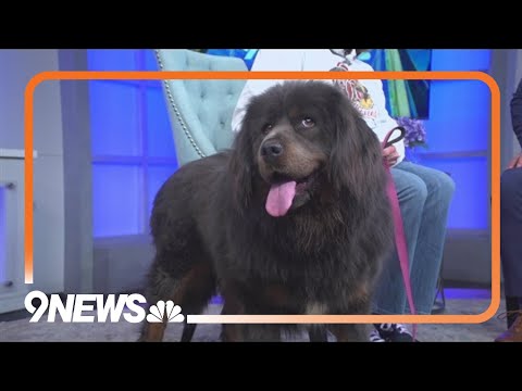 Petline9: Zara ready to find forever home - YouTube